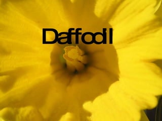 Daffodil By- Alex Baucco See more daffodil pictures + Subscribe  + You're subscribed  26%                                                                                                                                                                                                                                                                                                                                                           Daffodil add comment  view this album  share    more »  Post to website  Send email  More options...  full size  