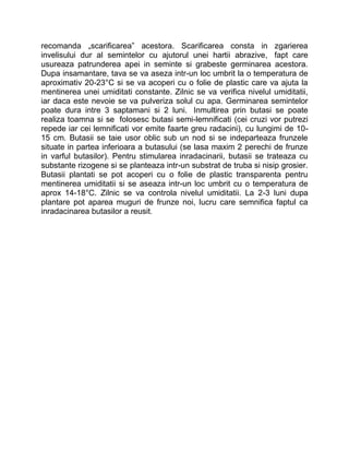 recomanda „scarificarea” acestora. Scarificarea consta in zgarierea
invelisului dur al semintelor cu ajutorul unei hartii abrazive, fapt care
usureaza patrunderea apei in seminte si grabeste germinarea acestora.
Dupa insamantare, tava se va aseza intr-un loc umbrit la o temperatura de
aproximativ 20-23°C si se va acoperi cu o folie de plastic care va ajuta la
mentinerea unei umiditati constante. Zilnic se va verifica nivelul umiditatii,
iar daca este nevoie se va pulveriza solul cu apa. Germinarea semintelor
poate dura intre 3 saptamani si 2 luni. Inmultirea prin butasi se poate
realiza toamna si se folosesc butasi semi-lemnificati (cei cruzi vor putrezi
repede iar cei lemnificati vor emite faarte greu radacini), cu lungimi de 10-
15 cm. Butasii se taie usor oblic sub un nod si se indeparteaza frunzele
situate in partea inferioara a butasului (se lasa maxim 2 perechi de frunze
in varful butasilor). Pentru stimularea inradacinarii, butasii se trateaza cu
substante rizogene si se planteaza intr-un substrat de truba si nisip grosier.
Butasii plantati se pot acoperi cu o folie de plastic transparenta pentru
mentinerea umiditatii si se aseaza intr-un loc umbrit cu o temperatura de
aprox 14-18°C. Zilnic se va controla nivelul umiditatii. La 2-3 luni dupa
plantare pot aparea muguri de frunze noi, lucru care semnifica faptul ca
inradacinarea butasilor a reusit.
 