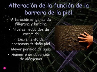 Alteración de la función de la barrera de la pielAlteración en genes de filigrana y laricinaNiveles reducidos de caramidaIncremento de proteasas  daña pielMayor perdida de aguaAumento de absorción de alérgenos