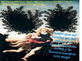 Con mucha delicadeza Apolo cogió una rama y dándole forma de corona se la puso en la cabeza diciendo:Puesto que no puedes ser mi esposa, al menos serás mi árbol y te llevaré siempre con migo
