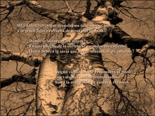 Metamorfosis  que devuelve un talle áspero, inerte a la grácil figura envuelta de tersa piel ansiada... ¿Dónde se aletargan los deseos? ¿En qué pliegue de la corteza se esconden las caricias? ¿Quién beberá la savia que fluye –manantial  de anhelos-? Algún viento salvaje responderá al gesto  con vaivenes sutiles, acompasados … hasta la convulsión de ramas y verdores. 