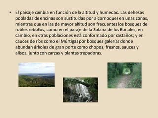 • El paisaje cambia en función de la altitud y humedad. Las dehesas
pobladas de encinas son sustituidas por alcornoques en unas zonas,
mientras que en las de mayor altitud son frecuentes los bosques de
robles rebollos, como en el paraje de la Solana de los Bonales; en
cambio, en otras poblaciones está conformado por castaños; y en
cauces de ríos como el Múrtigas por bosques galerías donde
abundan árboles de gran porte como chopos, fresnos, sauces y
alisos, junto con zarzas y plantas trepadoras.
 
