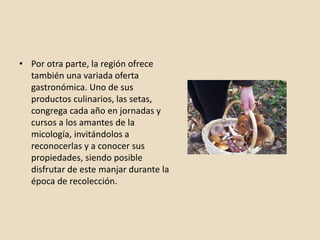 • Por otra parte, la región ofrece
también una variada oferta
gastronómica. Uno de sus
productos culinarios, las setas,
congrega cada año en jornadas y
cursos a los amantes de la
micología, invitándolos a
reconocerlas y a conocer sus
propiedades, siendo posible
disfrutar de este manjar durante la
época de recolección.
 