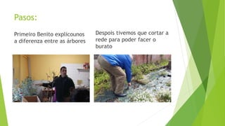 Pasos:
Primeiro Benito explicounos
a diferenza entre as árbores
Despois tivemos que cortar a
rede para poder facer o
burato
 