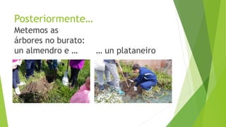 Posteriormente…
Metemos as
árbores no burato:
un almendro e … … un plataneiro
 
