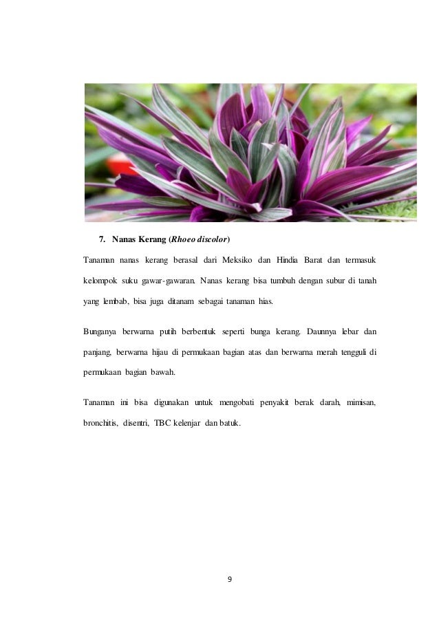 400+ Gambar Daun Nanas Kerang HD Terbaik 400+ Gambar Daun Nanas Kerang HD Terbaik