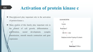 Activation of protein kinase c
 Diacylglycerol play important role in the activation
of protein kinase c.
 Many protein of this family play important role in
the control of cell growth, differentiation ,
proliferation, neural development, synaptic
transmission, smooth muscle contraction and gene
expression
04
 