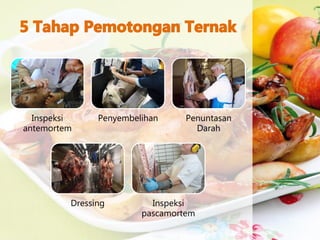 Inspeksi
antemortem
Penyembelihan Penuntasan
Darah
Dressing Inspeksi
pascamortem
 