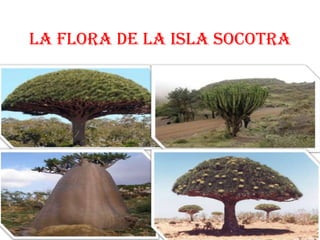 Isla Socotra por Tania y Dagoberto.
