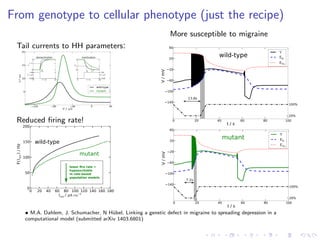 From genotype to cellular phenotype (just the recipe)
Tail currents to HH parameters:
120 80 40 0 40
V / mV
5
10
15
20
τ/ms
wild-type
mutant
0
1−1
e
1
h
deinactivation
0 10t / ms
120
10
V / mV
0
1
e
1
h
inactivation
0 10t / ms
120
10
V / mV
τ ∗
hτh τ ∗
hτh
Reduced ﬁring rate!
0 20 40 60 80 100 120 140 160 180
Iapp / µA cm−2
0
50
100
150
200
wild-type
mutant
lower ﬁre rate =
hypoexcitable
in rate-based
population models
F()/HzIapp
More susceptible to migraine
0 20 40 60 80 100
t / s
140
100
60
20
20
60
V/mV
mutant
V
EK
ENa
20%
100%
0 20 40 60 80 100
t / s
140
100
60
20
20
60
V/mV
wild-type
V
EK
ENa
20%
100%
13.6s
7.2s
• M.A. Dahlem, J. Schumacher, N H¨ubel, Linking a genetic defect in migraine to spreading depression in a
computational model (submitted arXiv 1403.6801)
 