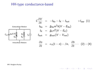 HH-type conductance-based
C
∂V
∂t
= −INa − IK − Ileak +Iapp (1)
INa = ¯gNam3
h(V − ENa)
IK = ¯gK n4
(V − EK )
Ileak = gleak(V − Vrest)
∂n
∂t
= αn(1 − n) − βn,
∂h
∂t
· · · (2) − (4)
HH: Hodgkin-Huxley
 