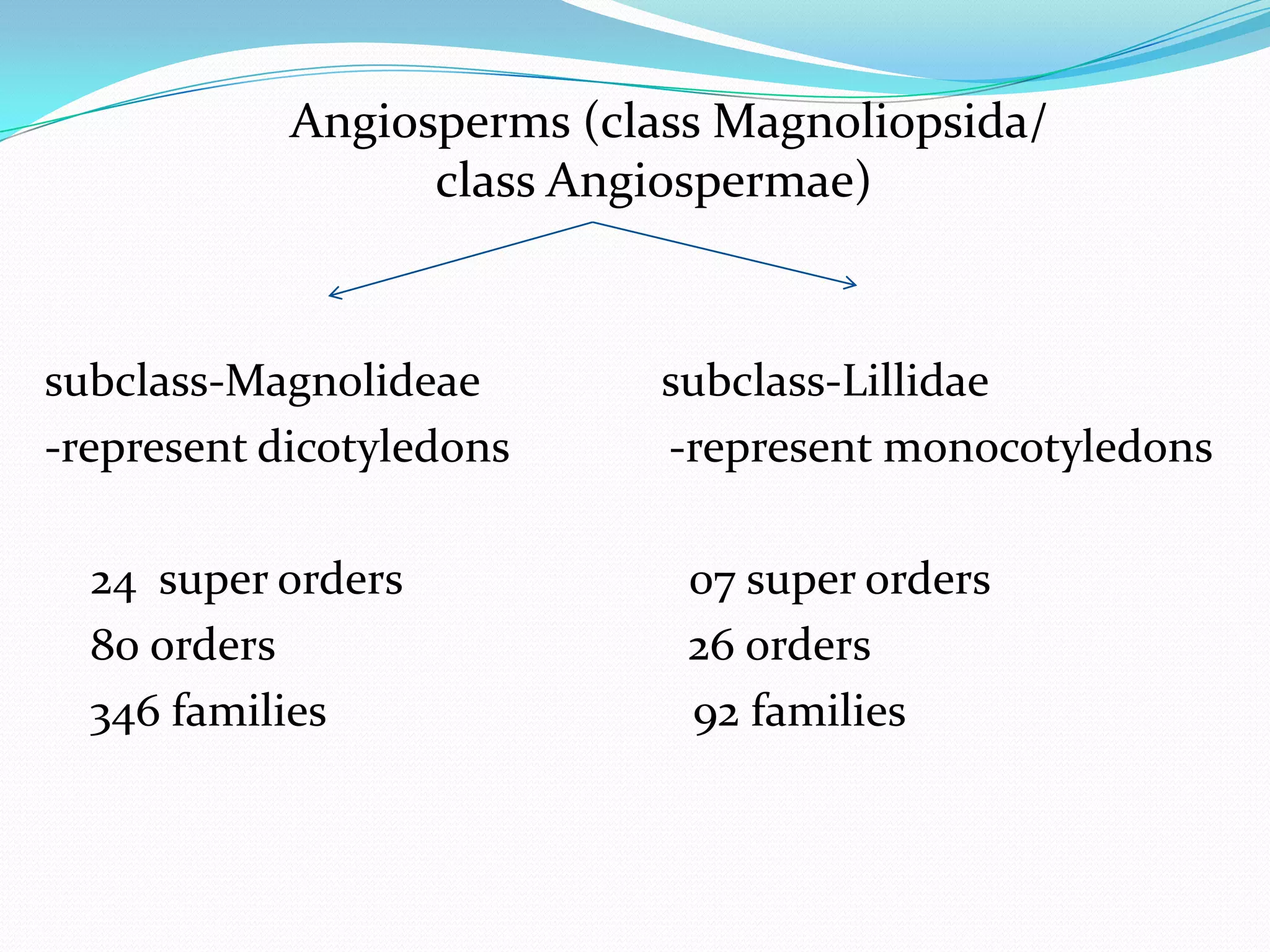 Angiosperms (class Magnoliopsida/
class Angiospermae)
subclass-Magnolideae subclass-Lillidae
-represent dicotyledons -represent monocotyledons
24 super orders 07 super orders
80 orders 26 orders
346 families 92 families
 