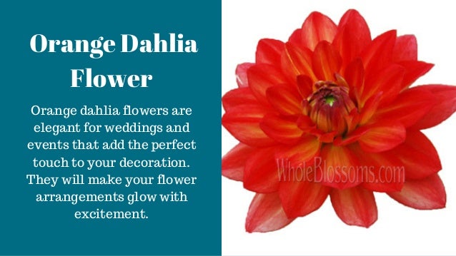 Different Types Of Dahlia Flowers For Your Decoration