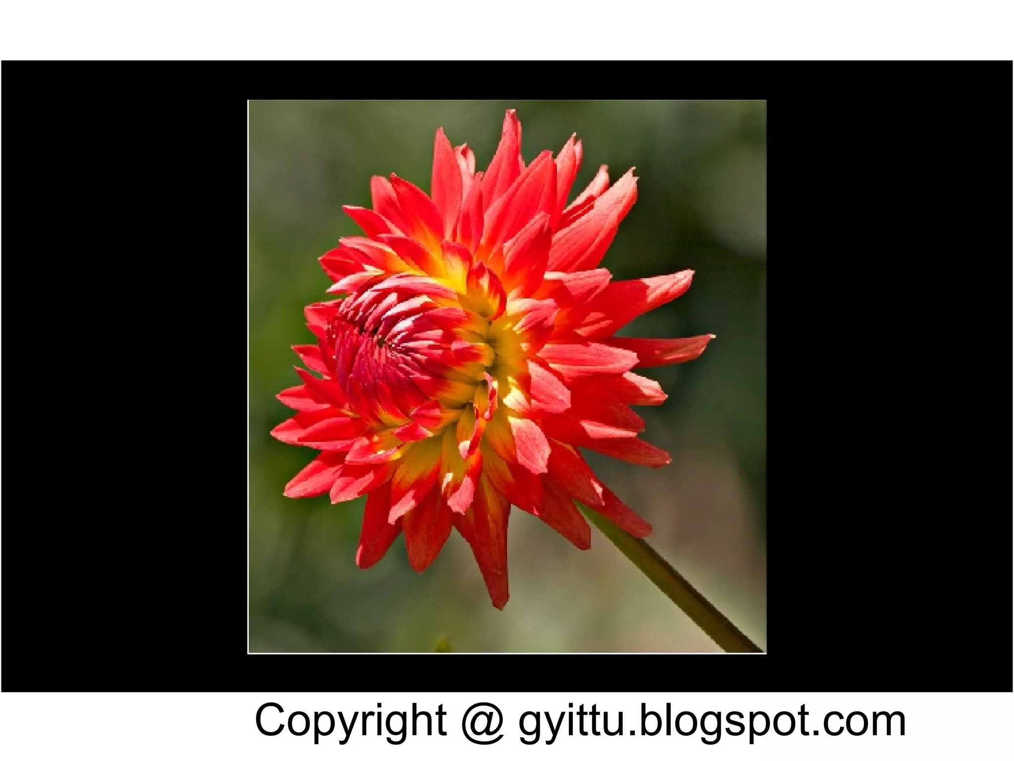 Dahlias PPT