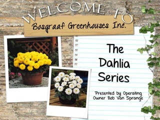 The Dahlia Series Presented by Operating Owner Bob Van Sprange 