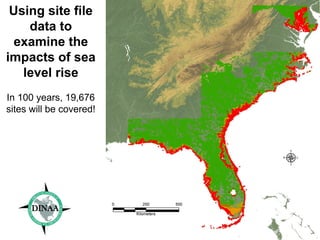 Using site file 
data to 
examine the 
impacts of sea 
level rise 
In 100 years, 19,676 
sites will be covered! 
 