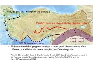 6500 BC (few pigs, mixing with wild animals?) 
7500 BC (sheep + goat dominate, few pigs, few cattle) 
7000 BC (many pigs, cattle) 
8000 BC (cattle, pigs, 
sheep + goats) 
• Not a neat model of progress to adopt a more productive economy. Very 
different, sometimes piecemeal adoption in different regions. 
Arbuckle BS, Kansa SW, Kansa E, Orton D, Çakırlar C, et al. (2014) Data Sharing Reveals Complexity in 
the Westward Spread of Domestic Animals across Neolithic Turkey. PLoS ONE 9(6): e99845. 
doi:10.1371/journal.pone.0099845 
 