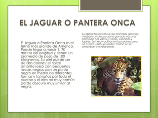 Su alimento constituye de animales grandes,
                                 medianos y chicos como ganado vacuno
                                 (formado por vacas y toros), venados y
                                 tapires. Son muy activos en las noches pero
El Jaguar o Pantera Onca es el   no es raro verlos en el día. Cazan en el
felino más grande de América.    amanecer y el atardecer.
Puede llegar a medir 1, 70
metros de longitud y tienen un
promedio de peso de 100
kilogramos. Su piel puede ser
de dos colores: el típico
amarillo rojizo con pequeñas
roscas negras con un punto
negro en medio de diferentes
formas y tamaños por todo el
cuerpo y el otro no muy común
pardo obscuro muy similar al
negro.
 