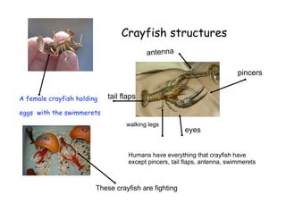 Crayfish structures
                                         antenna

                                                                           pincers


A female crayfish holding   tail flaps

eggs with the swimmerets
                                  walking legs
                                                       eyes


                                   Humans have everything that crayfish have
                                   except pincers, tail flaps, antenna, swimmerets



                        These crayfish are fighting
 