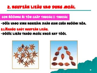 21
Con ñöôøng ñi töØ CAÂY THUOÁC THUOÁC
2. NGUYEÂN LIEÄU VAØ DUNG MOÂI.
-Döïa vaøo kinh nghieäm daân gian cuûa ngöôøi xöa.
2.1.KHAÛO SAÙT NGUYEÂN LIEÄU.
-Döôïc lieäu thaûo moäc khoâ hay töôi.
 