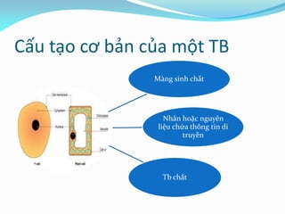 Cấu tạo cơ bản của một TB
Màng sinh chất
Nhân hoặc nguyên
liệu chứa thông tin di
truyền
Tb chất
 