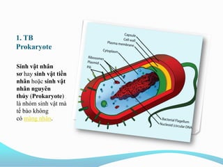 1. TB
Prokaryote
Sinh vật nhân
sơ hay sinh vật tiền
nhân hoặc sinh vật
nhân nguyên
thủy (Prokaryote)
là nhóm sinh vật mà
tế bào không
có màng nhân.
 