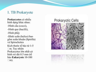 1. TB Prokaryote
Prokaryotes có nhiều
hình dạng khác nhau:
-Hình cầu (cocci),
-Hình que (bacilli),
-Hình phẩy
-Hình xoắn (helice) bao
gồm xoắn khuẩn (Spirilla)
và Spirochettes
Kích thước tế bào từ 1-5
m. Tuy nhiên
Prokaryotes lớn nhất có
hình roi dài 0.5 mm (tế
bào Eukaryote 10-100
m).
 