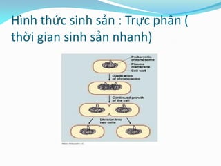 Hình thức sinh sản : Trực phân (
thời gian sinh sản nhanh)
 