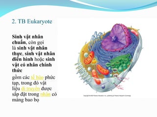 2. TB Eukaryote
Sinh vật nhân
chuẩn, còn gọi
là sinh vật nhân
thực, sinh vật nhân
điển hình hoặc sinh
vật có nhân chính
thức
gồm các tế bào phức
tạp, trong đó vật
liệu di truyền được
sắp đặt trong nhân có
màng bao bọ
 
