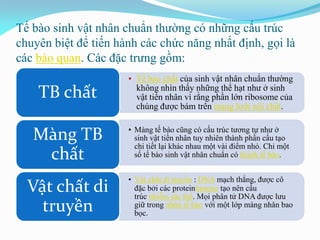 Tế bào sinh vật nhân chuẩn thường có những cấu trúc
chuyên biệt để tiến hành các chức năng nhất định, gọi là
các bào quan. Các đặc trưng gồm:
• Tế bào chất của sinh vật nhân chuẩn thường
không nhìn thấy những thể hạt như ở sinh
vật tiền nhân vì rằng phần lớn ribosome của
chúng được bám trên mạng lưới nội chất.
TB chất
• Màng tế bào cũng có cấu trúc tương tự như ở
sinh vật tiền nhân tuy nhiên thành phần cấu tạo
chi tiết lại khác nhau một vài điểm nhỏ. Chỉ một
số tế bào sinh vật nhân chuẩn có thành tế bào.
Màng TB
chất
• Vật chất di truyền : DNA mạch thẳng, được cô
đặc bởi các proteinhistone tạo nên cấu
trúc nhiễm sắc thể. Mọi phân tử DNA được lưu
giữ trong nhân tế bào với một lớp màng nhân bao
bọc.
Vật chất di
truyền
 