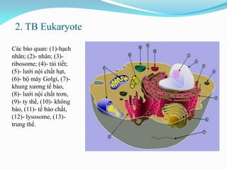 2. TB Eukaryote
Các bào quan: (1)-hạch
nhân; (2)- nhân; (3)-
ribosome; (4)- túi tiết;
(5)- lưới nội chất hạt,
(6)- bộ máy Golgi, (7)-
khung xương tế bào,
(8)- lưới nội chất trơn,
(9)- ty thể, (10)- không
bào, (11)- tế bào chất,
(12)- lysosome, (13)-
trung thể.
 