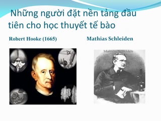 Những người đặt nền tảng đầu
tiên cho học thuyết tế bào
Robert Hooke (1665) Mathias Schleiden
 