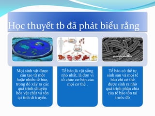 Học thuyết tb đã phát biểu rằng
Mọi sinh vật được
cấu tạo từ một
hoặc nhiều tế bào,
trong đó xảy ra các
quá trình chuyển
hóa vật chất và tồn
tại tính di truyền.
Tế bào là vật sống
nhỏ nhất, là đơn vị
tổ chức cơ bản của
mọi cơ thể .
Tế bào có thể tự
sinh sản và mọi tế
bào chỉ có thể
được sinh ra nhờ
quá trình phân chia
của tế bào tồn tại
trước đó
 