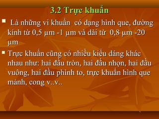 3.2 Trực khuẩn
  Là những vi khuẩn có dạng hình que, đường
  kính từ 0,5 µm -1 µm và dài từ 0,8 µm -20
  µm
 Trực khuẩn cũng có nhiều kiểu dáng khác

  nhau như: hai đầu tròn, hai đầu nhọn, hai đầu
  vuông, hai đầu phình to, trực khuẩn hình que
  mảnh, cong v..v..
 