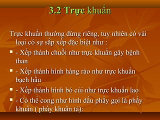 3.2 Trực khuẩn

Trực khuẩn thường đứng riêng, tuy nhiên có vài
  loại có sự sắp xếp đặc biệt như :
 - Xếp thành chuỗi như trực khuẩn gây bệnh

  than
 - Xếp thành hình hàng rào như trực khuẩn

  bạch hầu
 - Xếp thành hình bó củi như trực khuẩn lao

 - Có thể cong như hình dấu phẩy gọi là phẩy

  khuẩn ( phẩy khuẩn tả):
 