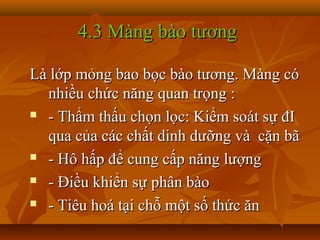 4.3 Màng bào tương

Là lớp mỏng bao bọc bào tương. Màng có
  nhiều chức năng quan trọng :
 - Thẩm thấu chọn lọc: Kiểm soát sự đI

  qua của các chất dinh dưỡng và cặn bã
 - Hô hấp để cung cấp năng lượng

 - Điều khiển sự phân bào

 - Tiêu hoá tại chỗ một số thức ăn
 