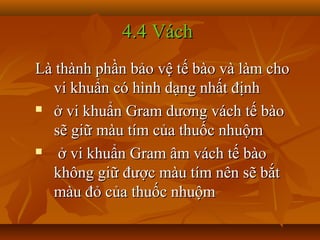 4.4 Vách
Là thành phần bảo vệ tế bào và làm cho
  vi khuẩn có hình dạng nhất định
 ở vi khuẩn Gram dương vách tế bào

  sẽ giữ màu tím của thuốc nhuộm
  ở vi khuẩn Gram âm vách tế bào
  không giữ được màu tím nên sẽ bắt
  màu đỏ của thuốc nhuộm
 
