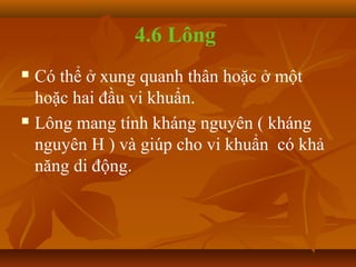 4.6 Lông
 Có thể ở xung quanh thân hoặc ở một
  hoặc hai đầu vi khuẩn.
 Lông mang tính kháng nguyên ( kháng

  nguyên H ) và giúp cho vi khuẩn có khả
  năng di động.
 