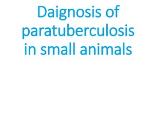Daignosis of
paratuberculosis
in small animals
 