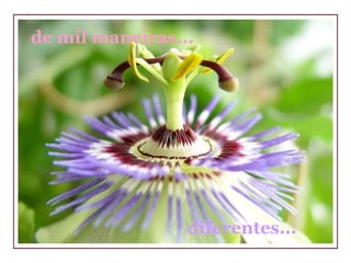 diferentes... de mil maneiras... 