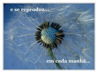 e se reproduz... em cada manhã... 