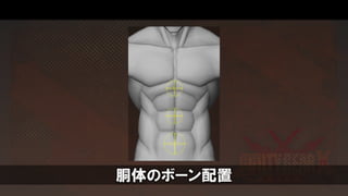 胴体のボーン配置
 