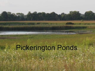 Pickerington Ponds 