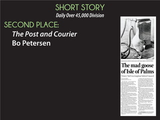 SHORT STORY
DailyOver45,000Division
SECOND PLACE:
The Post and Courier
Bo Petersen
BY BO PETERSEN
bopete@postandcourier.com
ISLE OF PALMS — Don’t be fooled: The
beloved Huey the goose was a foul-
tempered brute. But among old-time
islanders, the domesticated Chinese fowl
is the stuff of legend.
Huey “just flew in one day” in the late
1970s, said Gene White, landing among the
mallard ducks that roamed White’s combi-
nation Texaco gas station, dock and marina
at the west end of the island on the edge of
Breach Inlet. The goose made itself at home
among the ducks.
In fact, it made itself the enforcer, often
charging at people when they’d stop to pour
gas, flailing its 6-foot wingspan, the elbows
throwing a mean punch.
“He was ornery. If people got too close to
the ducklings, he would chase them off. He
also liked to chase women in red dresses.
He would literally attack them,” White said.
So naturally, Huey became one of those
charms of the island, a true character.
People who drove to the beach would drop
by, grab some gas, drinks or chips just as an
excuse to see Huey.
“Huey was the real deal. It’s the kind of
stuff people should learn about the island’s
history,” said Councilman Jimmy Carroll,
who is trying to organize a regular speaker
event to tell tales like that.
The only human that had any control over
Huey was White, so staff would yell for him
when a woman stepped out of a car with a
red dress on.
And Huey knew when White was com-
ing. The goose would back off, flail and
wrestle as White bear-hugged it to bring
in the wings. He’d carry the bird down to
the end of the dock and drop it in the In-
tracoastal Waterway. The goose would hiss
and squawk its way to shore, squawk its way
through the pluff mud under the pilings
and eventually waddle its way back to the
pump.
There the bird would preen for its own re-
flection in the pump wall, courting madly.
“That crazy goose was in love with his re-
flection,” said Mount Pleasant Mayor Linda
Page. “That goose was a mess.”
White never did find out where Huey
came from. Chinese geese were standard
farm “watch dogs” at the time, hyper alert
and more reliable than dogs. When some-
thing strange came along they’d raise a
ruckus, White said. So they were around all
over the place.
Huey was old when it arrived, and older
still when White sold the operation —
ducks and goose and all — after several
years.
So White never did find out what hap-
pened to it, but likes to think the goose
lived out his days ruling the roost.
“He could knock you down like a grown
man could,” White said. “But he was still
our mascot, and I put up with him because
people loved him.”
Reach Bo Petersen at 937-5744, @bopete
on twitter or Bo Petersen Reporting on
Facebook.
The mad goose
of Isle of Palms
PROVIDED BY JIM CARROLL
Huey the goose ruled the roost for years at the Texaco station on the Isle of Palms.
‘Ornery’ bird was longtime beloved ‘mascot’
h
w
 