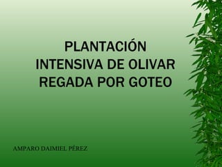 PLANTACIÓN INTENSIVA DE OLIVAR REGADA POR GOTEO AMPARO DAIMIEL PÉREZ 