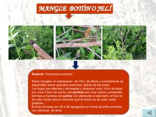 Especie:  Conocarpus erectus Estos mangles no sobrepasan  de 10m. de altura y normalmente se desarrollan sobre sustratos arenosos, detrás de las lunas.  Las hojas son alternas y lanceadas y alcanzan unos 10cm de largo por unos 3.5cm de ancho, los  pecilios  son muy cortos y presentan laminas a maneras de  quillas  con glándulas a cada lado, el haz es de color verde oscuro mientras que el envés es de color verde grisáceo.  El fruto formado por 36 a 56 agregados en forma de piña provistos con cámaras  de aires  