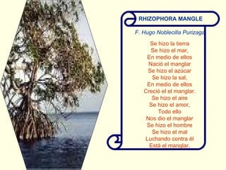 Se hizo la tierra Se hizo el mar, En medio de ellos Nació el manglar Se hizo el azúcar Se hizo la sal, En medio de ellos Creció el el manglar. Se hizo el aire Se hizo el amor, Todo ello Nos dio el manglar Se hizo el hombre Se hizo el mal Luchando contra él Está el manglar. RHIZOPHORA MANGLE F. Hugo Noblecilla Purizaga   