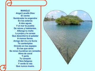 MANGLE Angel Lavalle Dios El viento Sembrador te engendra En los esteros A dos aguas Y el mar te puebla De raíces y habitantes. Alberga tu malla La pulpa y la coraza Que desentierra el paladar A manos llenas. Amigo del río y la lluvia Te contemplas Orondo en los espejos En los que otros Se miran hundirse sin remedio. Alma de coral Y perla Tu corazón Fibra fatigosa Y verde la raíz Que nunca muere . 