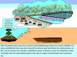Don Eustaquio decía que hoy en día la profundidad que tienen los esteros debido a la  gran cantidad de tierra que proviene de los drenes que han hecho las camaroneras, es  por esto la escasez de conchas, mejillones rayas; lo bueno es que los dirigentes están luchando ante las autoridades para evitar que se sigan construyendo más camarone ras. ...Pero hoy los mangles se están secando, gracias a las langostineras 