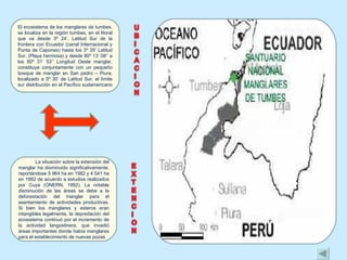 El ecosistema de los manglares de tumbes, se localiza en la región tumbes, en el litoral que va desde 3º 24’. Latitud Sur de la frontera con Ecuador (canal Internacional y Punta de Capones) hasta los 3º 35’ Latitud Sur. (Playa hermosa) y desde 80º 13’ 08’’ a los 80º 31’ 53’’ Longitud Oeste manglar, constituye conjuntamente con un pequeño bosque de manglar en San pedro – Piura, localizado a 5º 30’ de Latitud Sur, el límite sur distribución en el Pacífico sudamericano  La situación sobre la extensión del manglar ha disminuido significativamente, reportándose 5 964 ha en 1982 y 4 541 ha en 1992 de acuerdo a estudios realizados por Cuya (ONERN, 1992). La notable disminución de las áreas se debe a la deforestación del manglar para el asentamiento de actividades productivas. Si bien los manglares y esteros eran intangibles legalmente, la depredación del ecosistema continuó por el incremento de la actividad langostinera, que invadió áreas importantes donde había manglares para el establecimiento de nuevas pozas 
